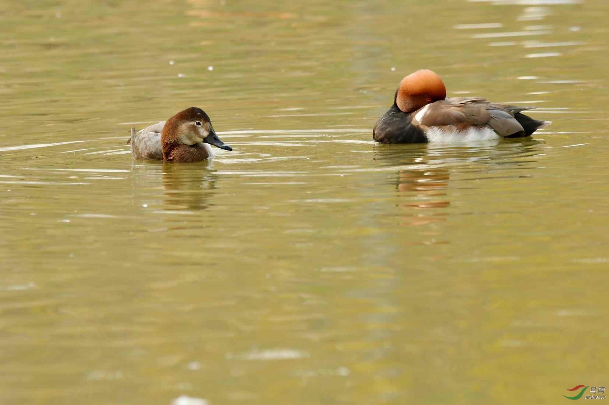 DSC_6224_conew1.jpg