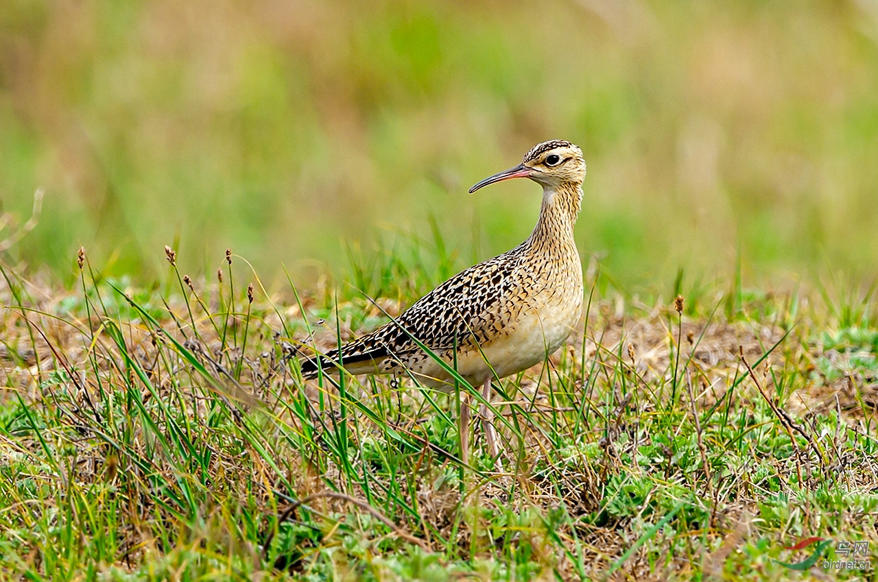DSC_6395.jpg