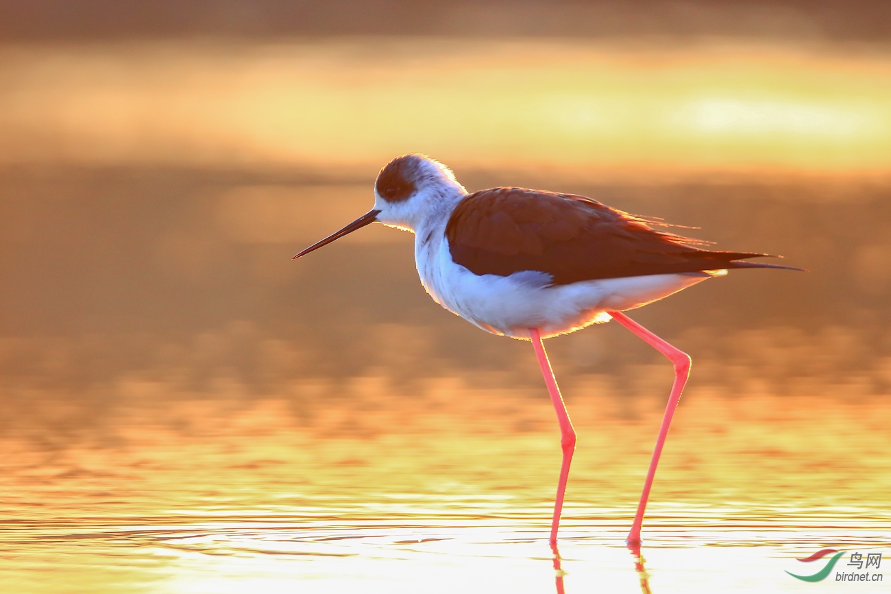 �ڳ᳤����