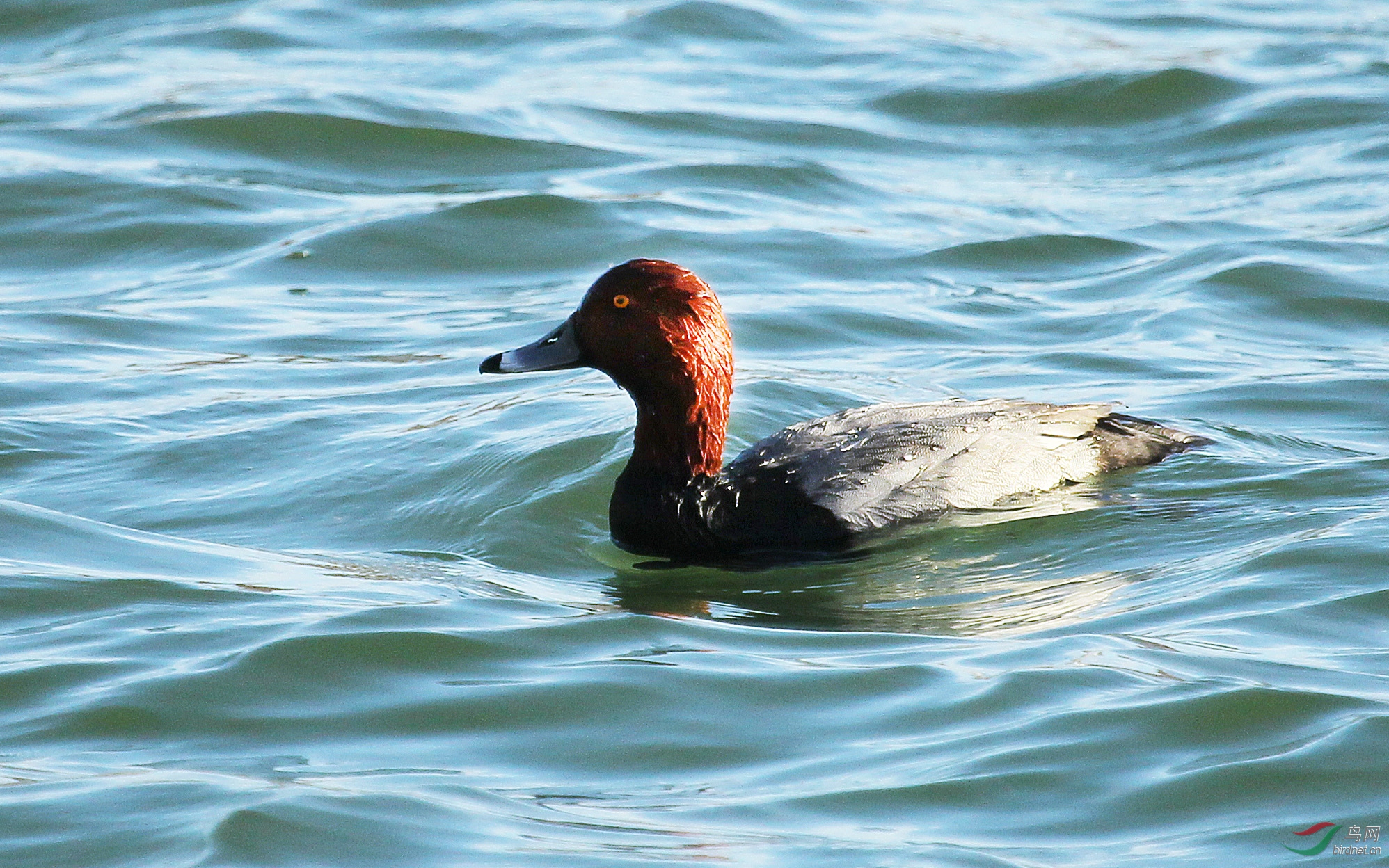 帆背潜鸭【北美】列入 世界自然保护联盟>(iucn)国际鸟类红皮书.