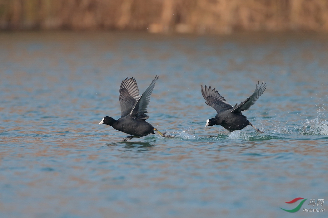 ����--AV1I9810 - ����.JPG