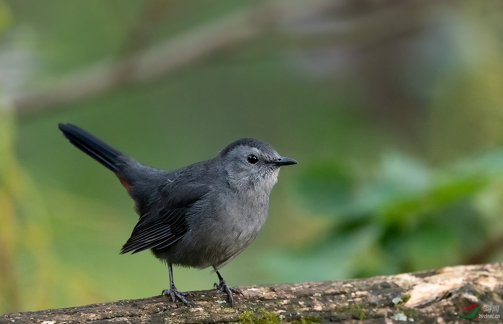 行摄日志灰嘲鸫