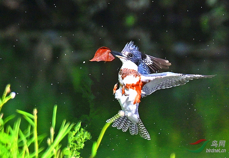 DSC_5893-_����_����.jpg