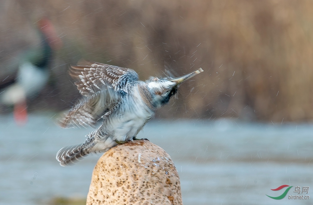 DSC_7369-1.jpg