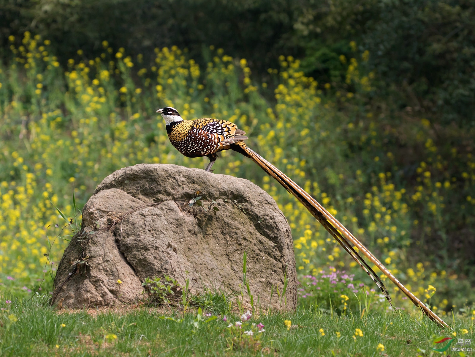 "大公鸡,长尾巴"