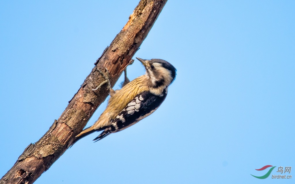 DSC_7124-2.jpg