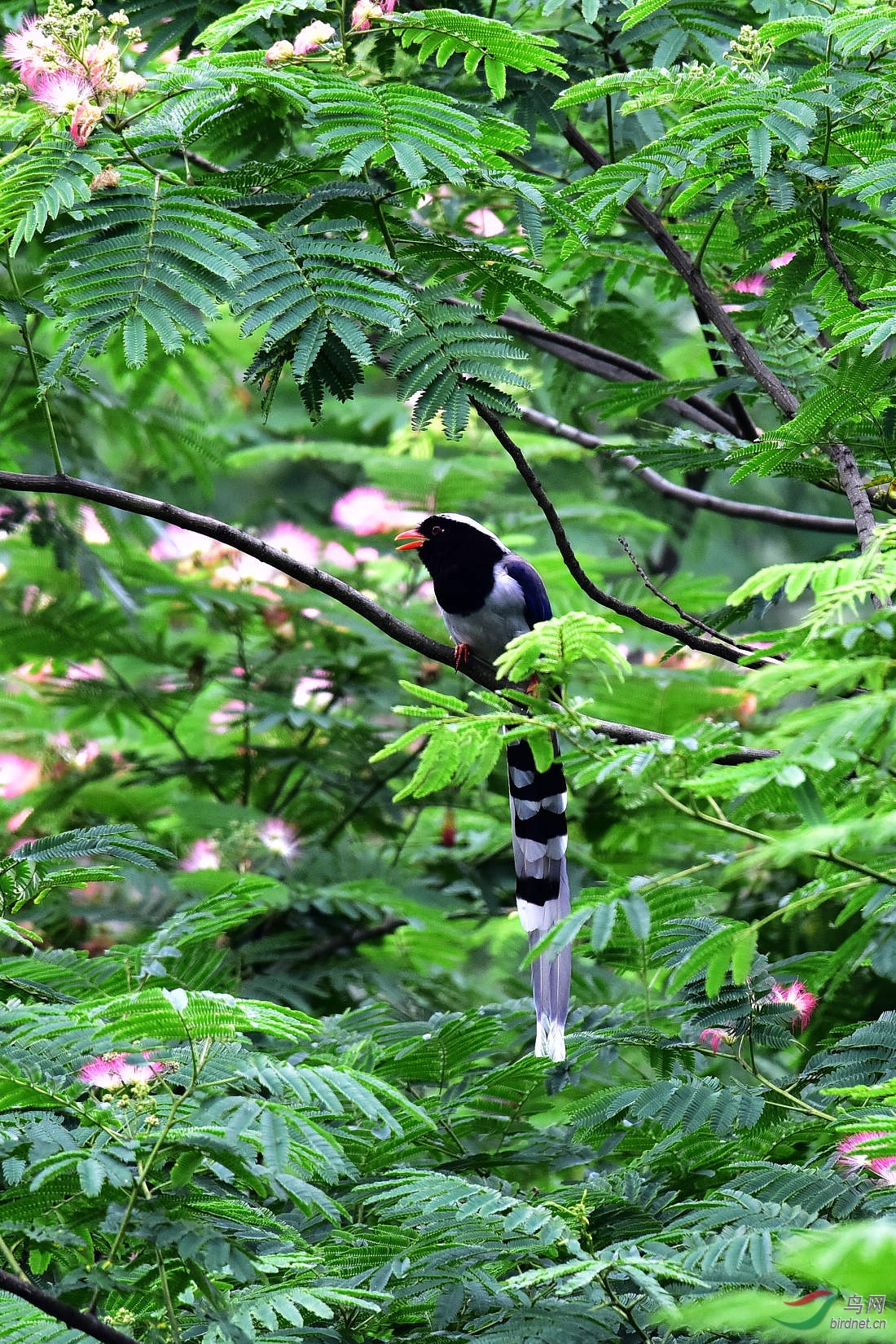 DSC_0931.JPG