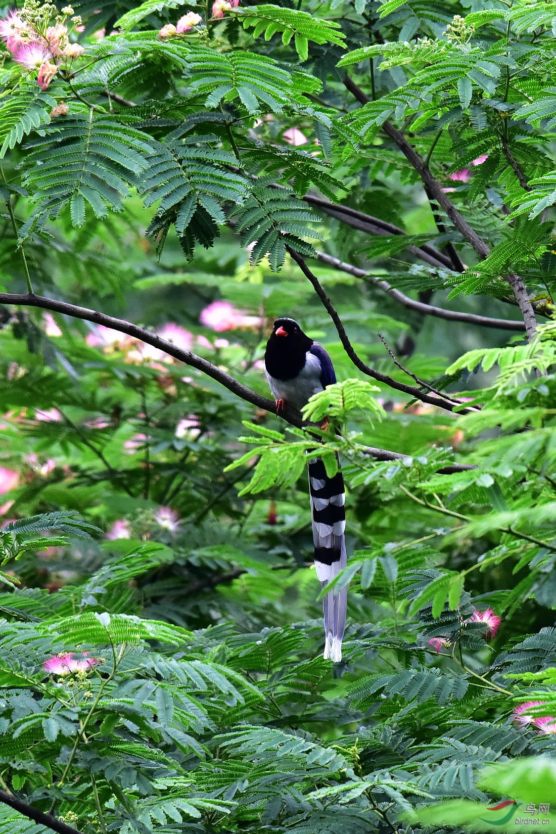 DSC_0933.JPG