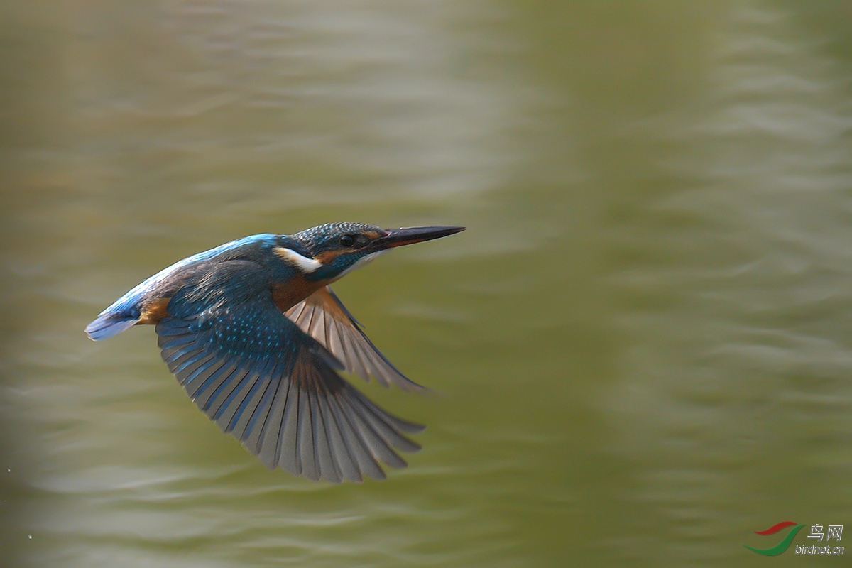 DSC_p5894.jpg