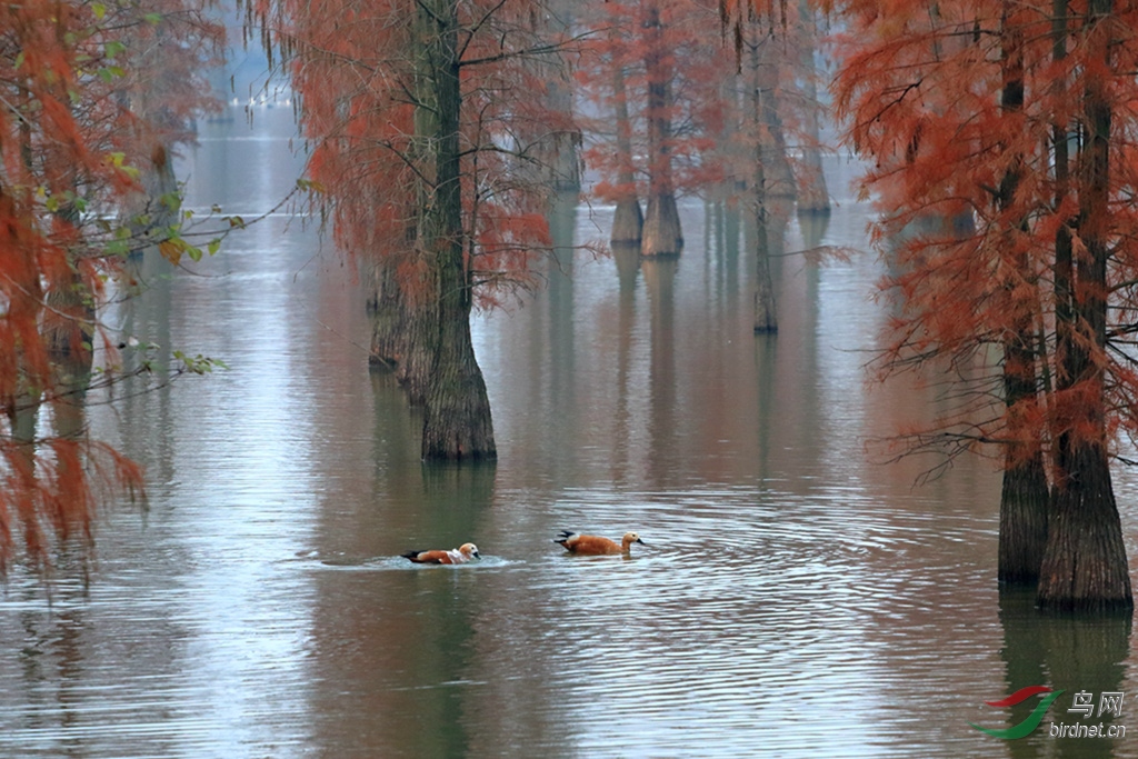 ��ɼ�� ����Ѽ