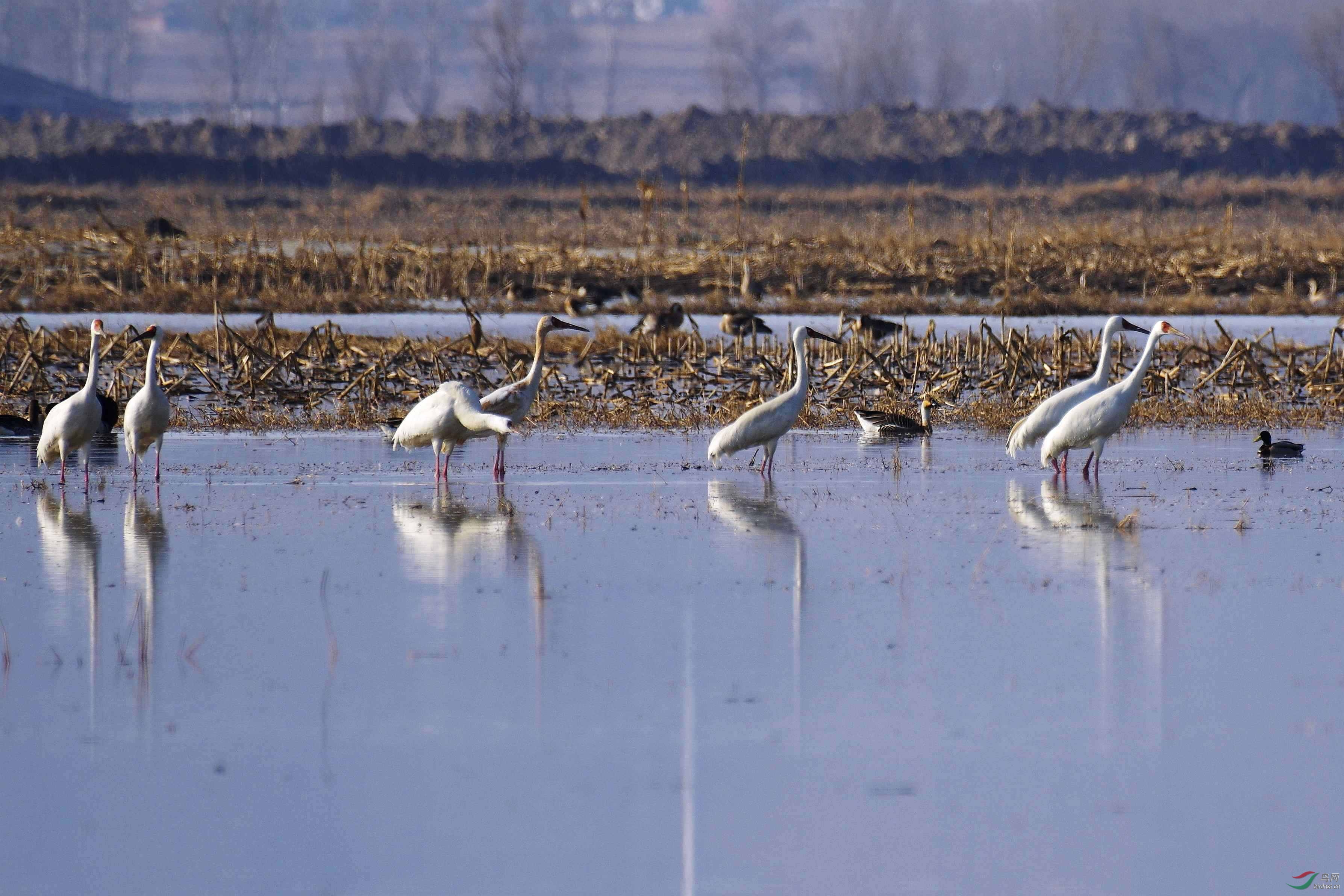 白鹤(法库獾子洞水库湿地)