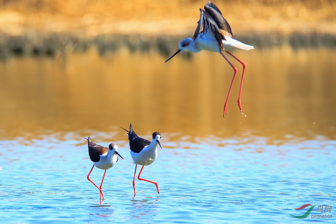 �ڳ᳤����