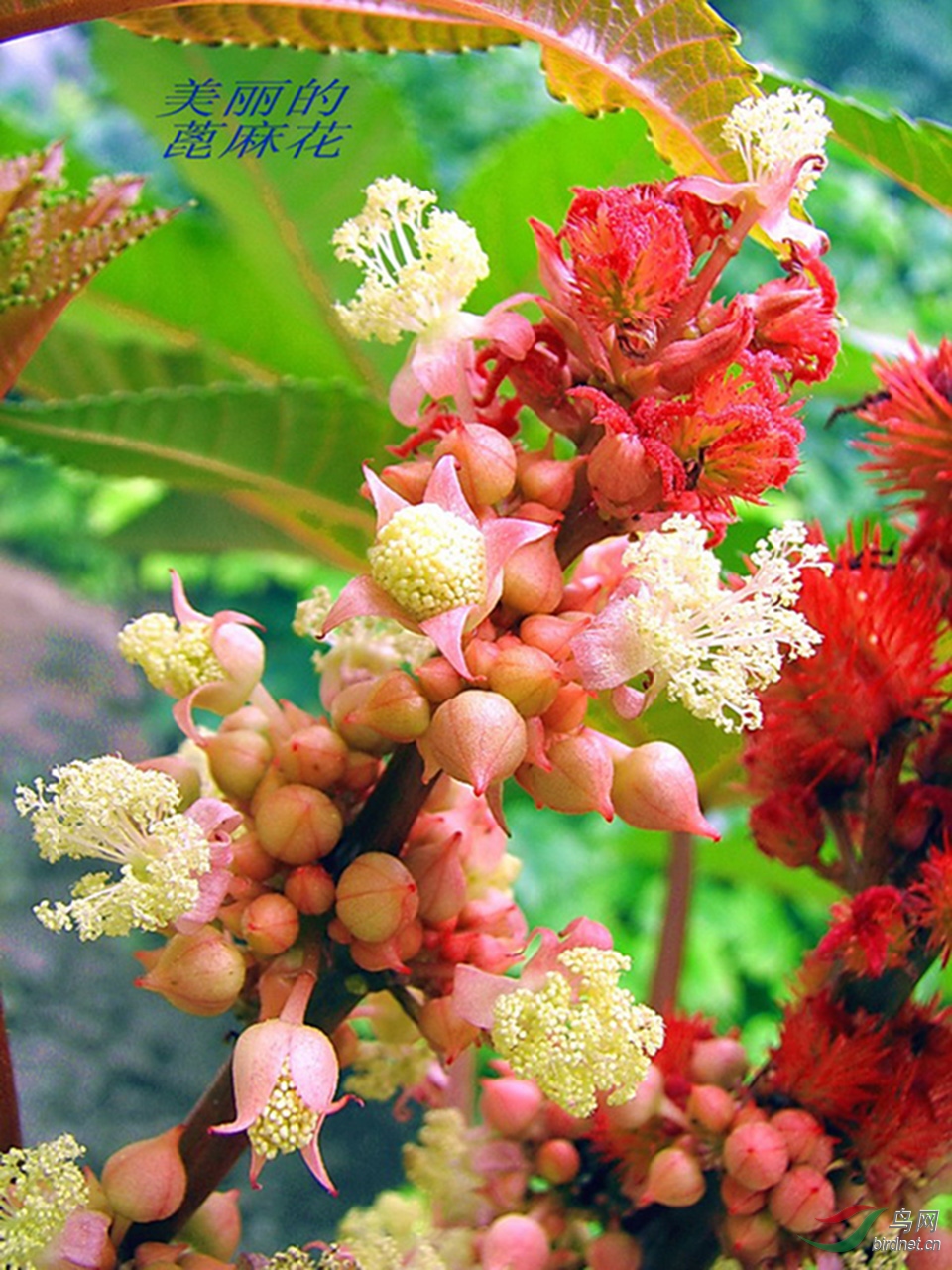 美丽的蓖麻花