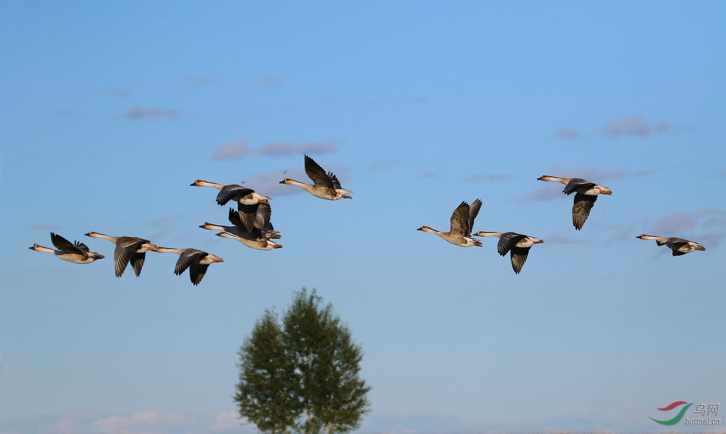 2018鸿雁-12.1.jpg