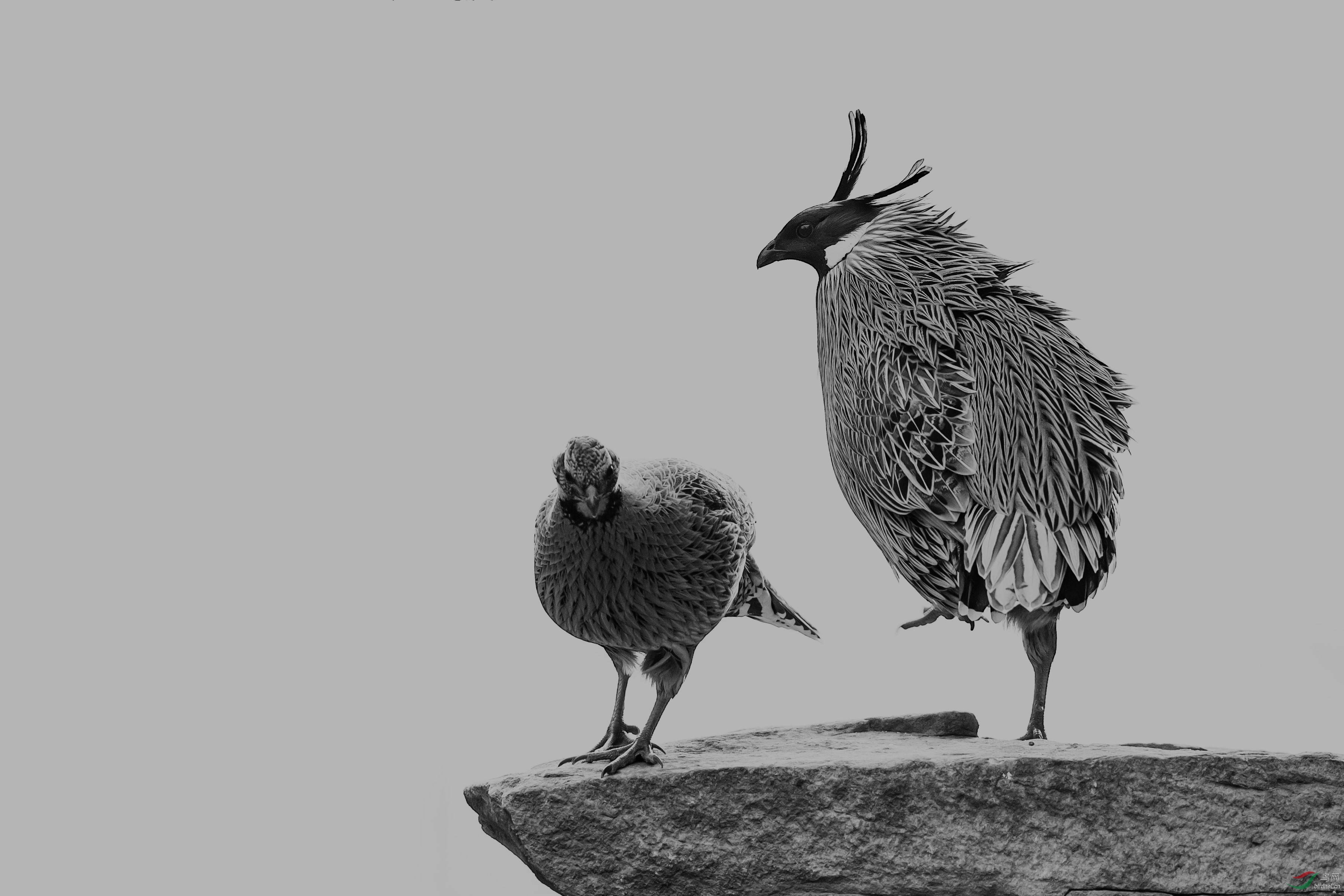 勺鸡~~~祝贺老师荣获黑白影像本版佳作!