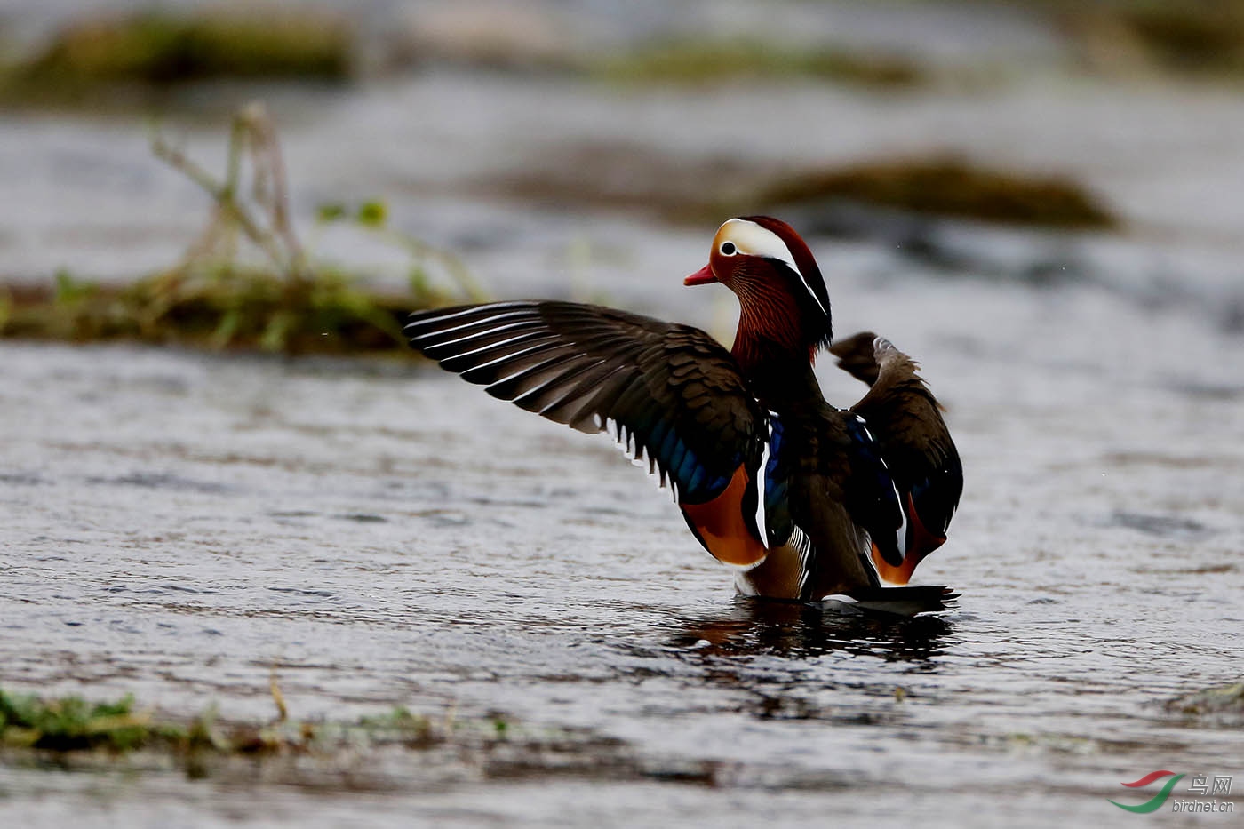 为海外版添砖加瓦
