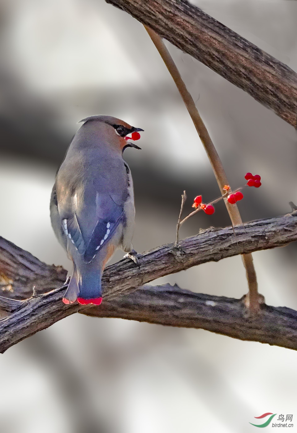 小舌头顶着红豆的小太平鸟