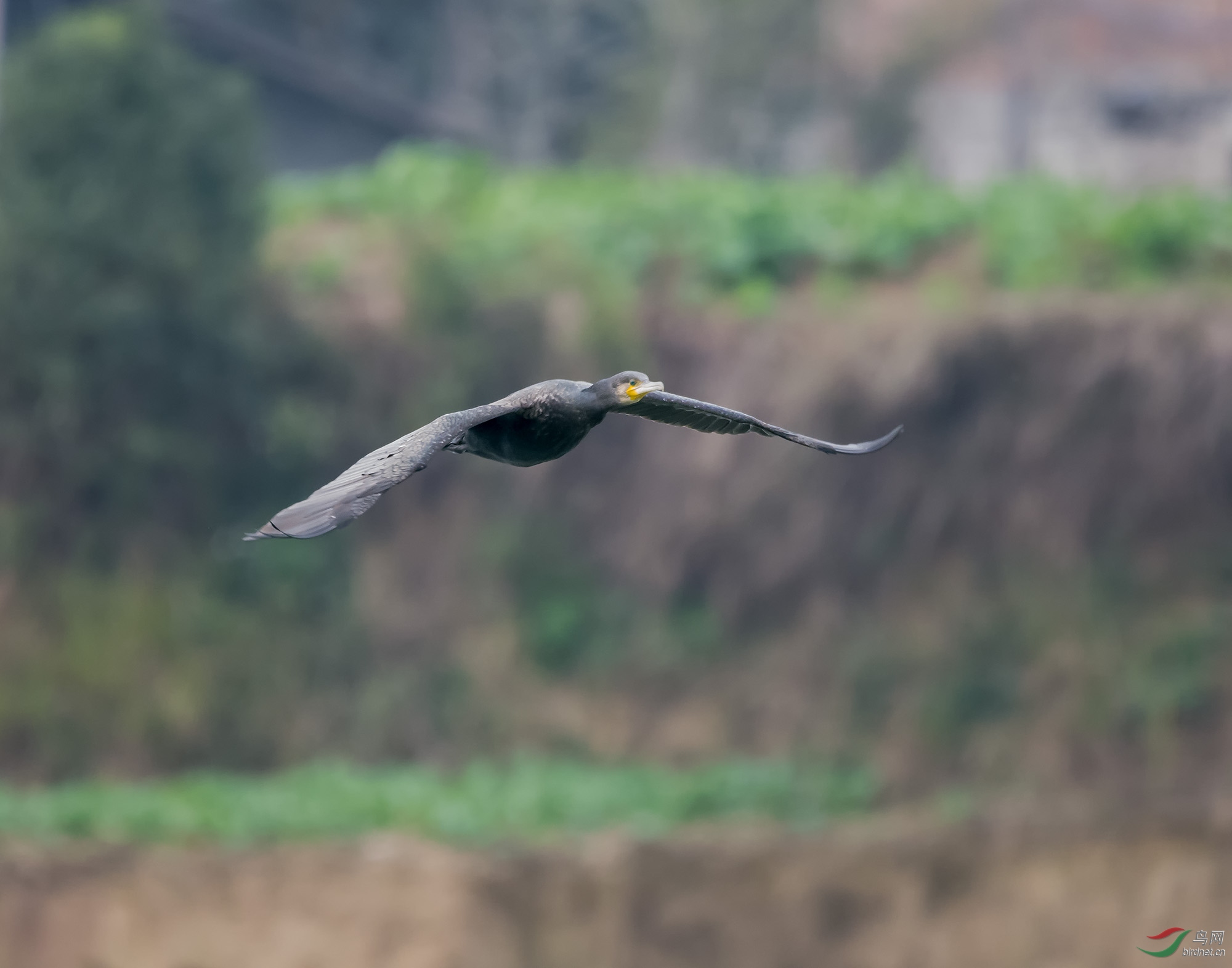 DSC_8006.jpg