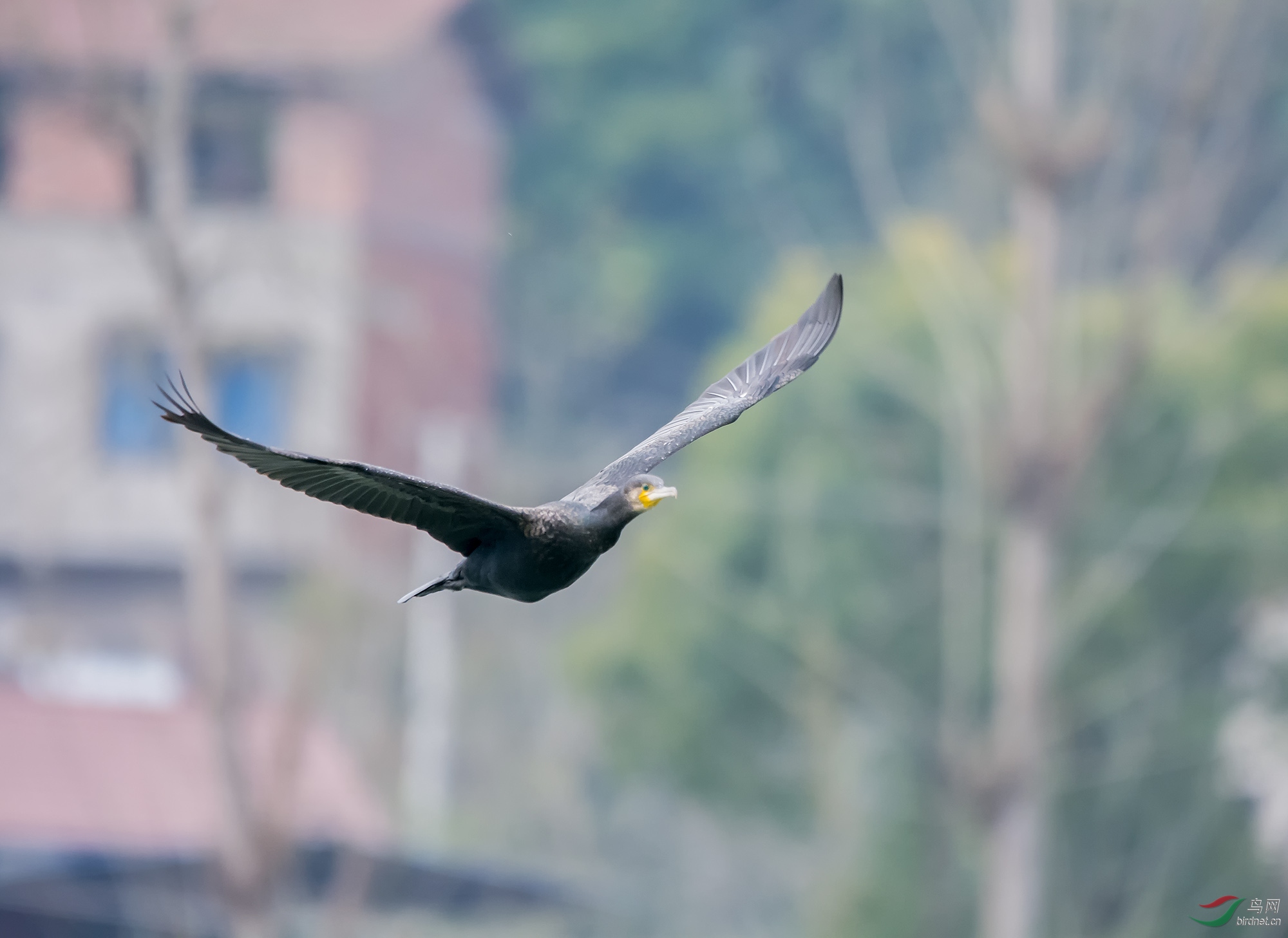 DSC_8007.jpg