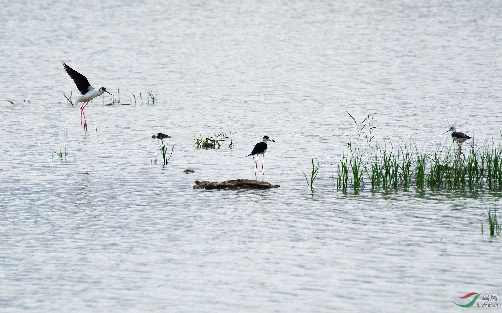 DSC_1594.JPG