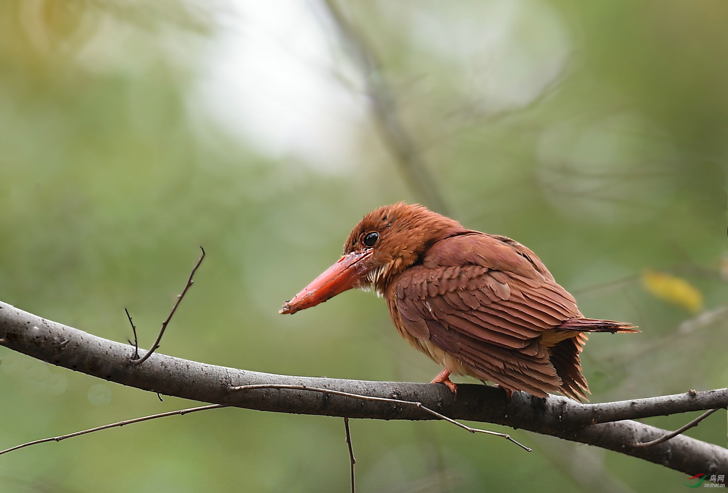 赤翡翠荣获本版佳作