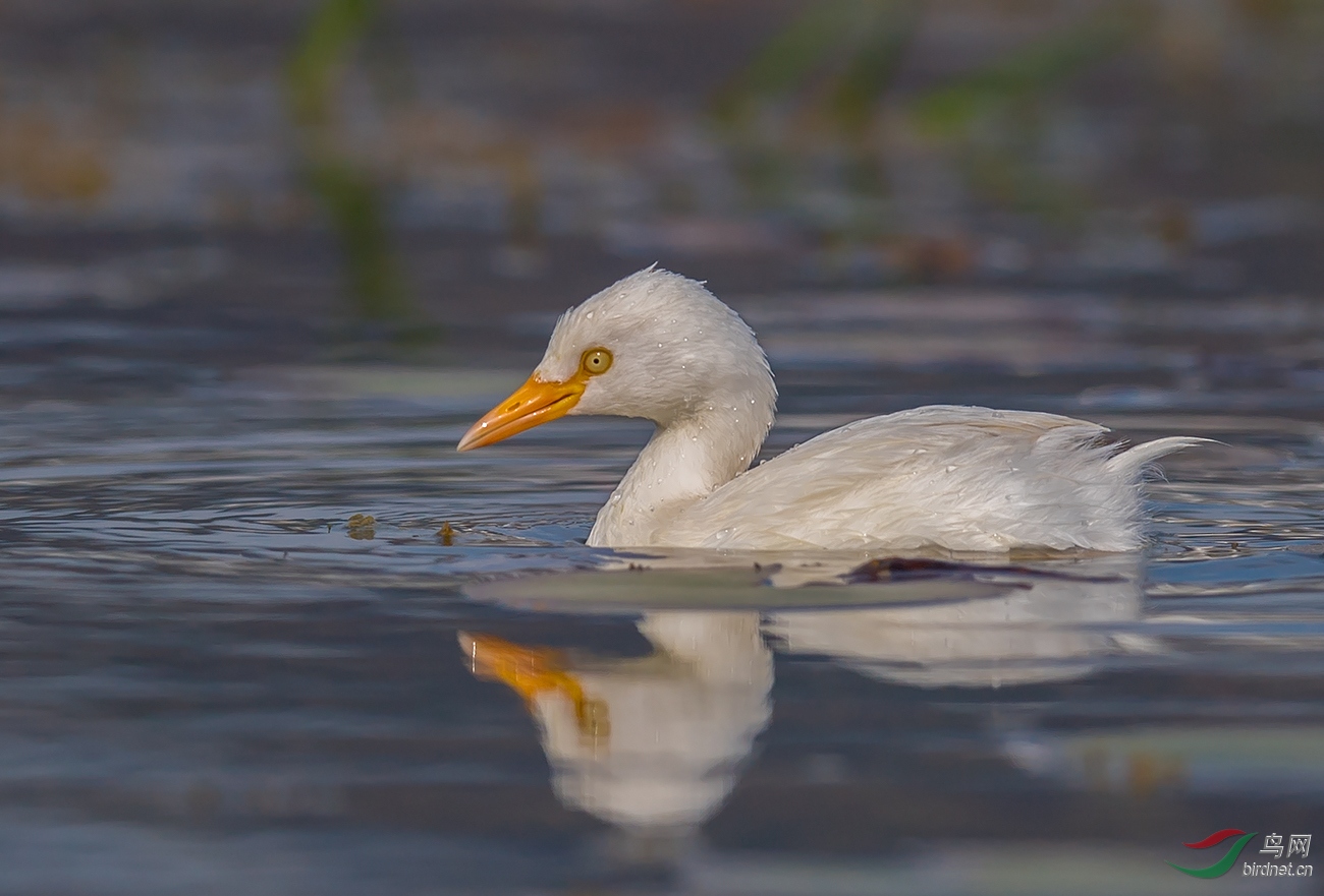 DSC_7156.jpg