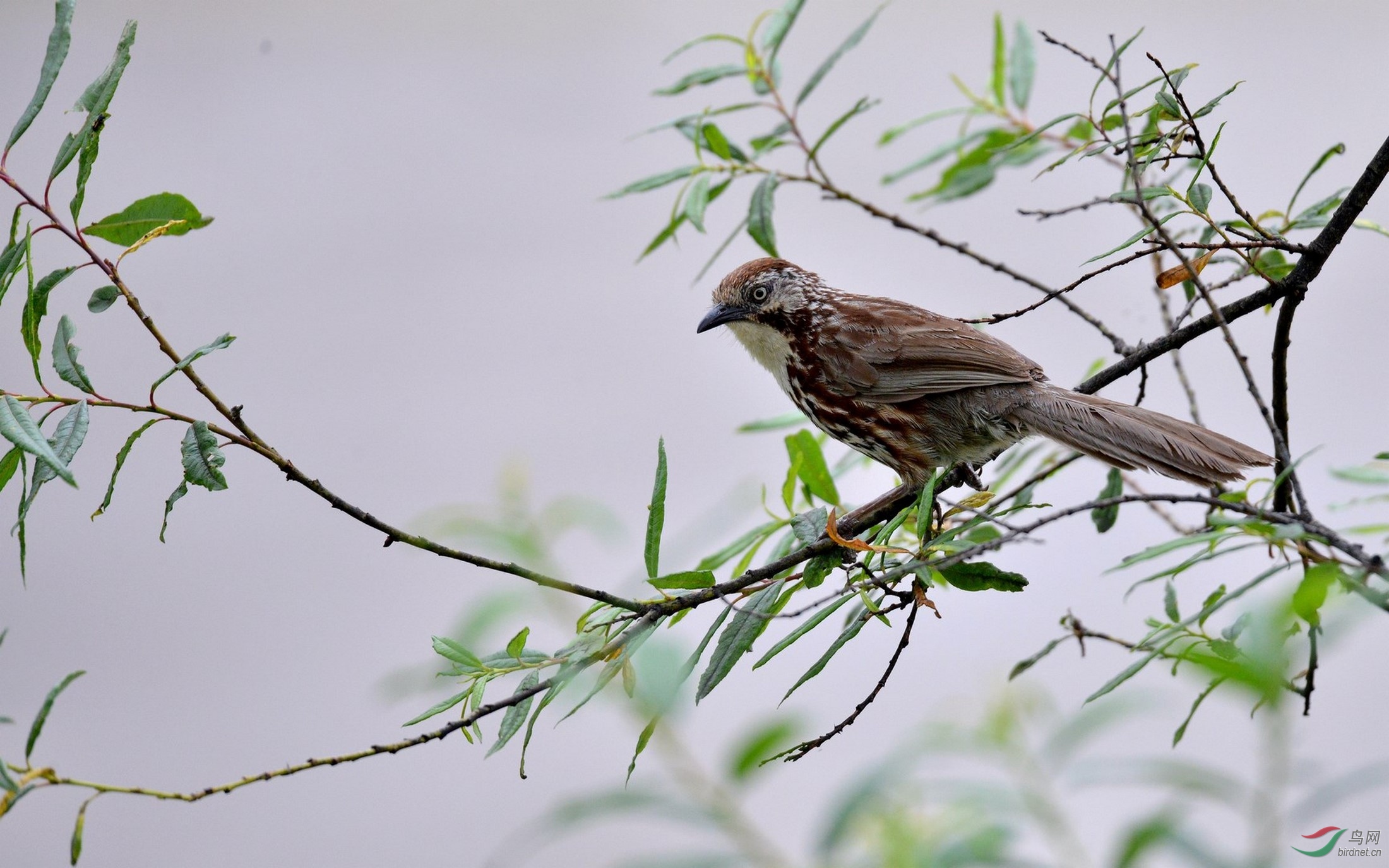 DSC_7682_���� (����) (����).jpg