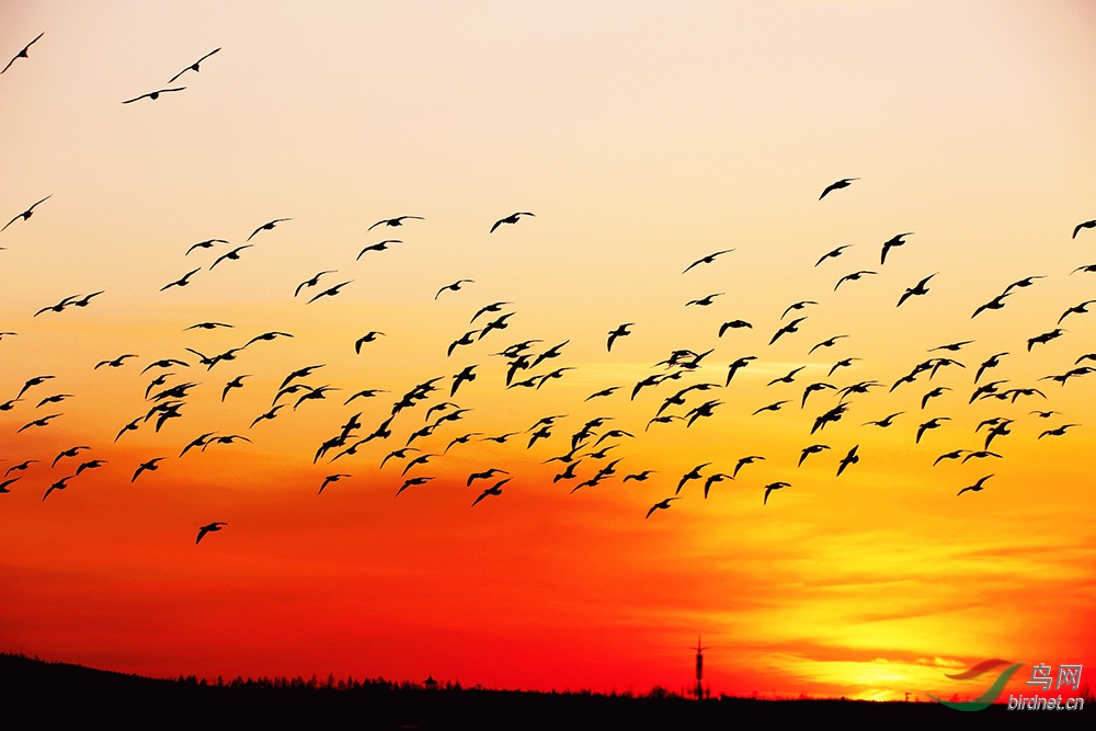 鸭持彩霞当空舞