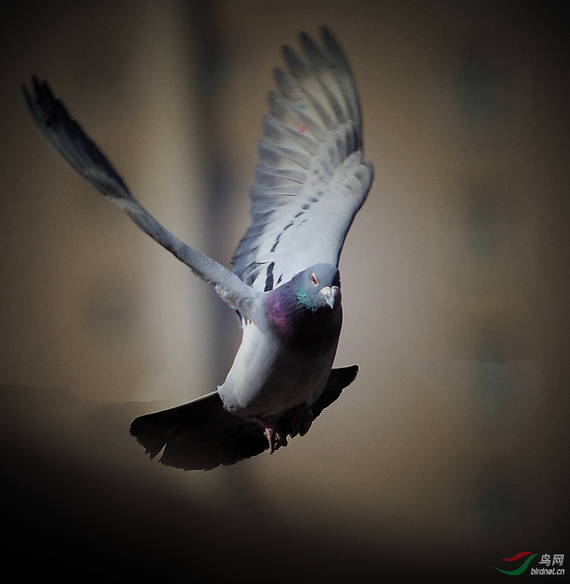 论坛 69 地方区 69 天津版 tianjin 69 飞鸽