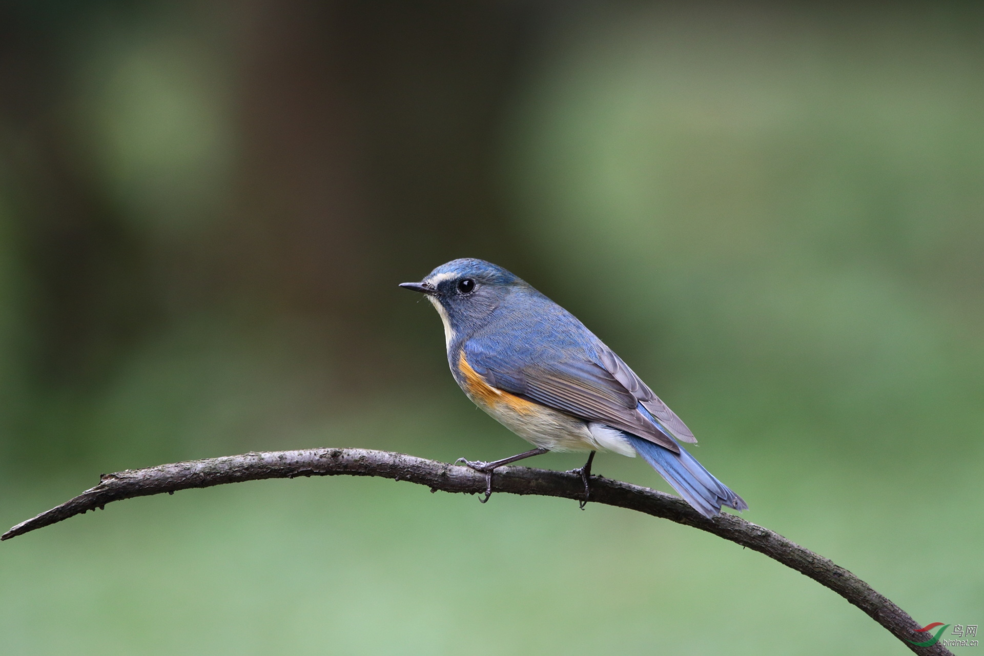 红胁蓝尾鸲  8米