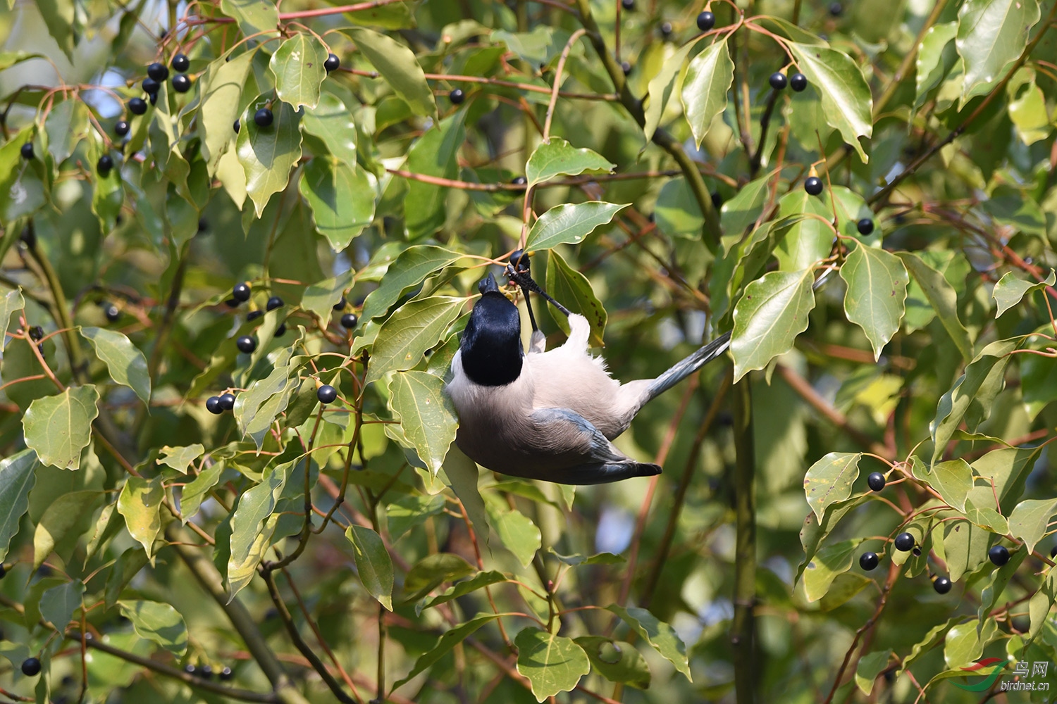 DSC_1528.jpg
