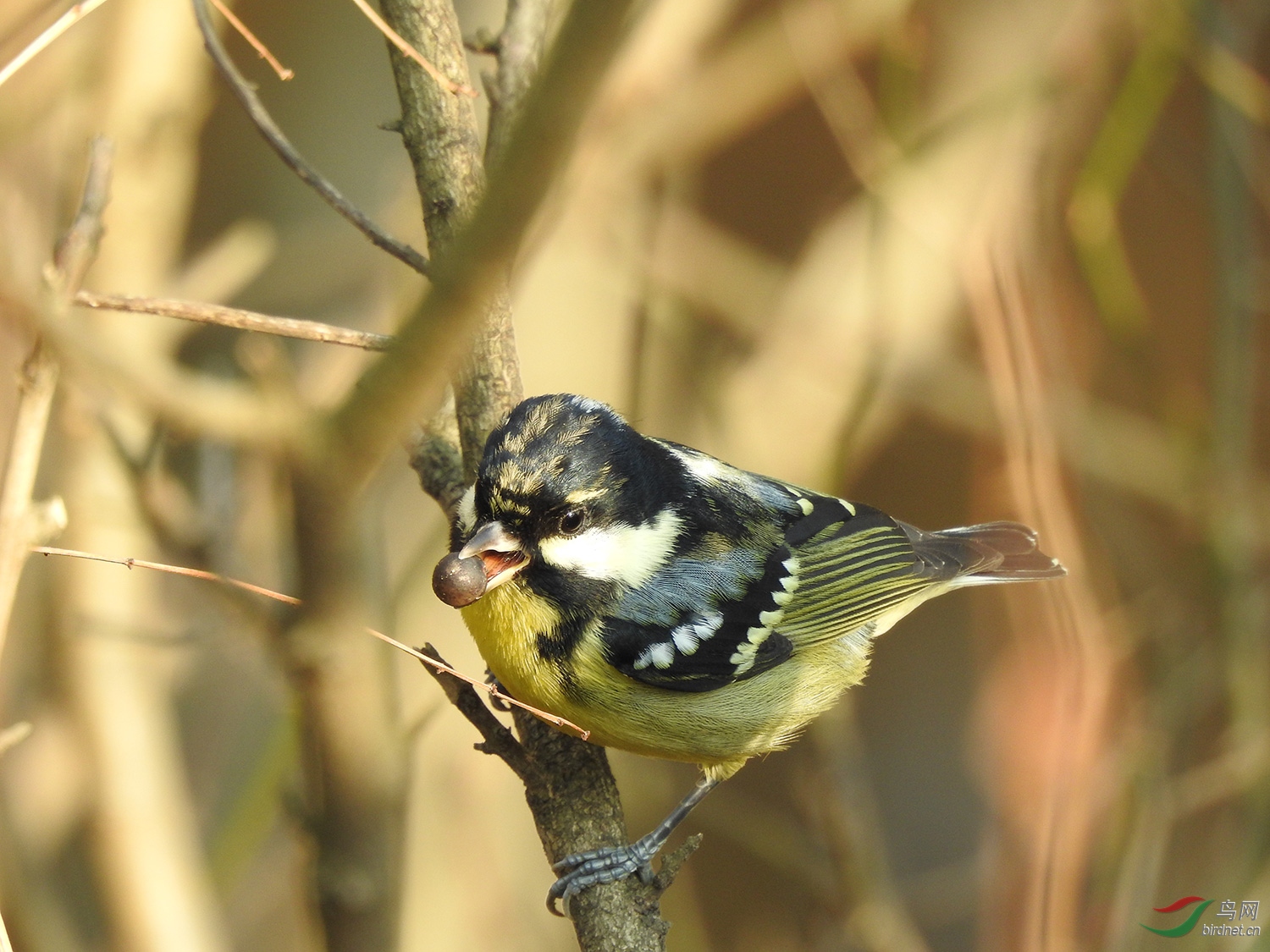 DSCN5433.jpg