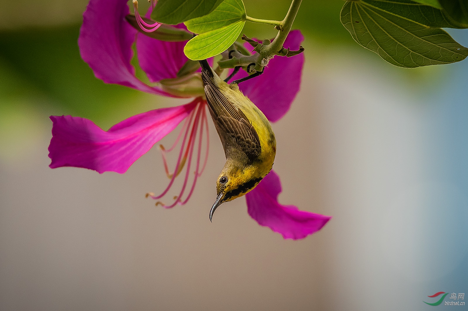 _DSC2826abcd.jpg