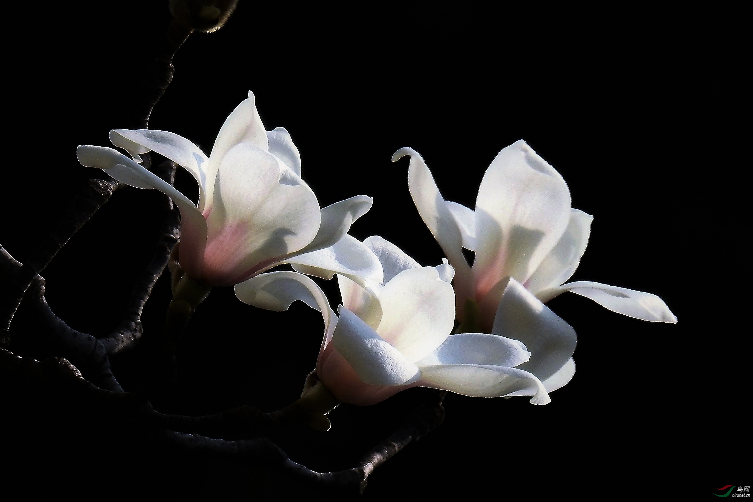 DSCN7113.JPG