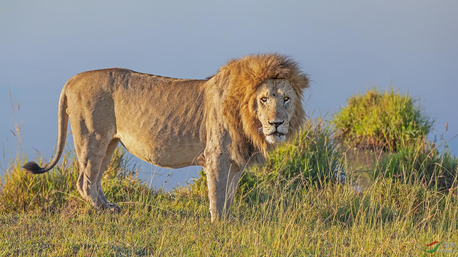 非洲雄狮贺获鸟网首页动物精华