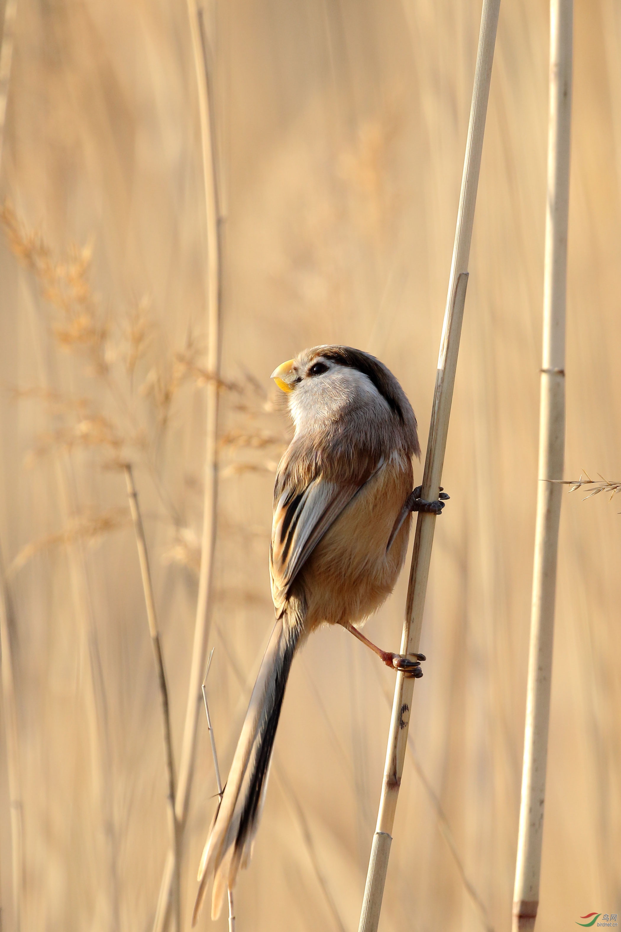 宛平湖震旦鸦雀