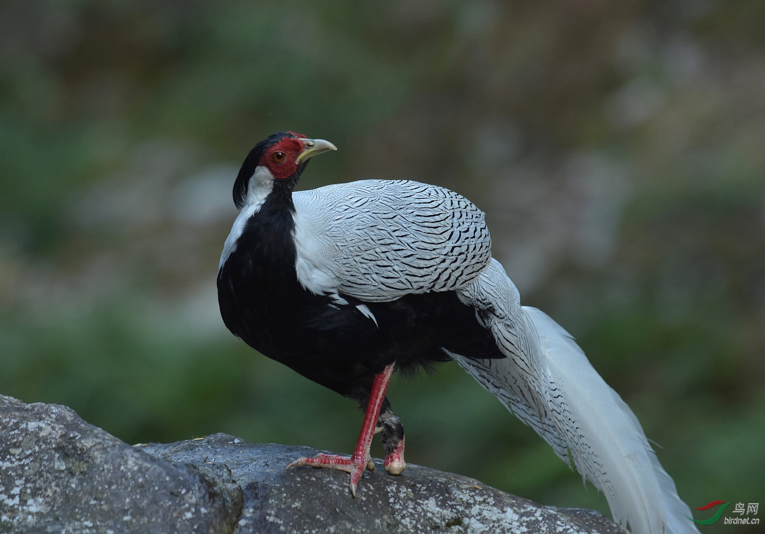 白鹇一只脚残疾