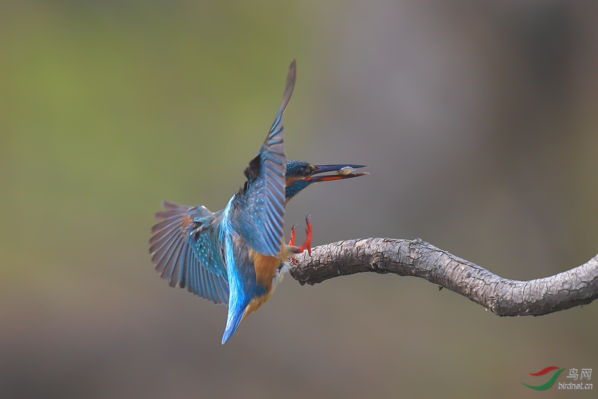 DSC_p6780.jpg
