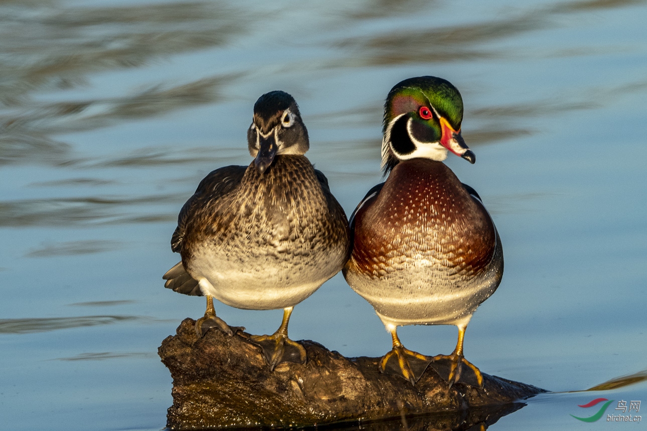 北美鸳鸯 / 林鸳鸯 / 英文名字 wood duck.