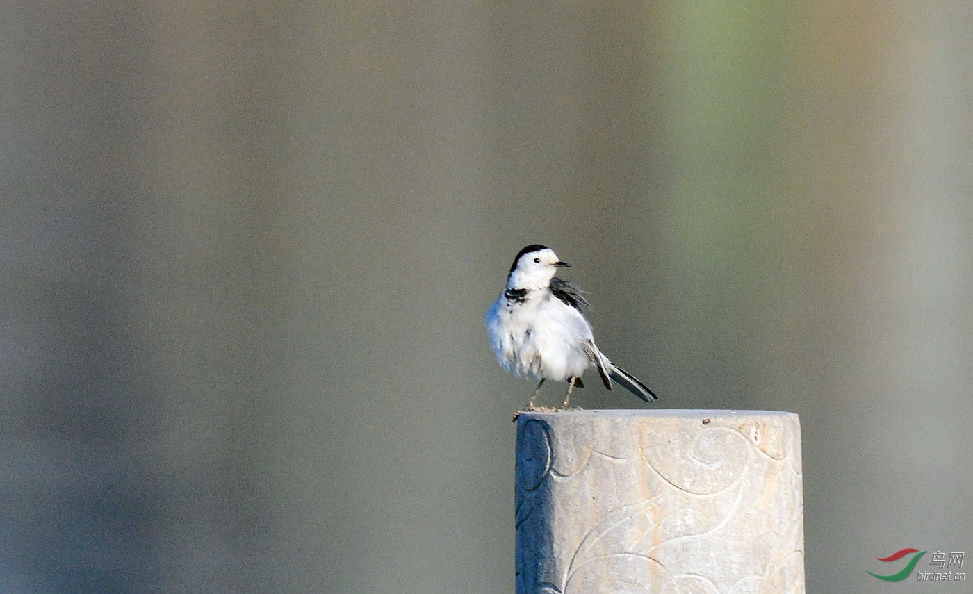 DSC_6077.JPG