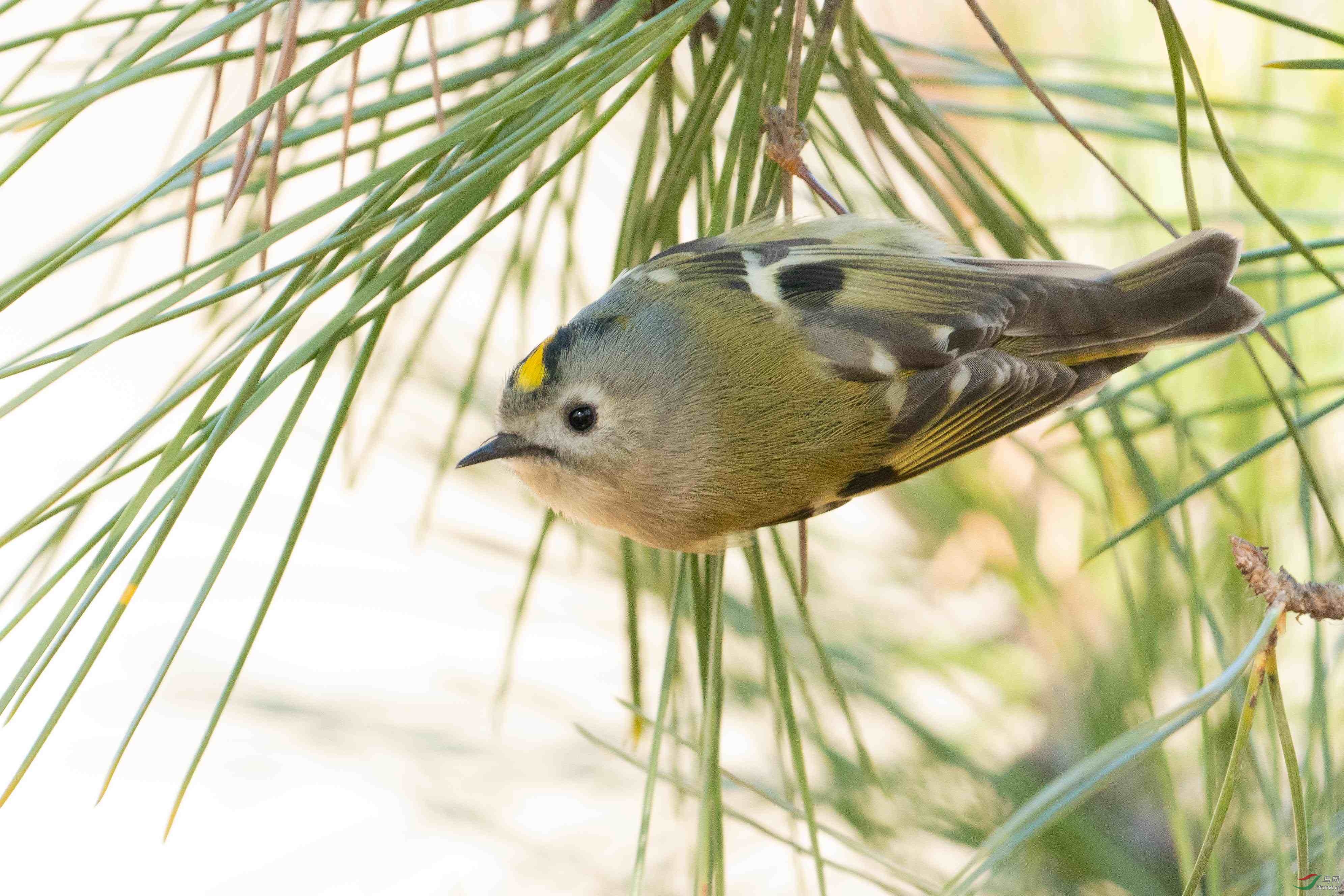 [林鸟] 今日奥森拍---戴菊