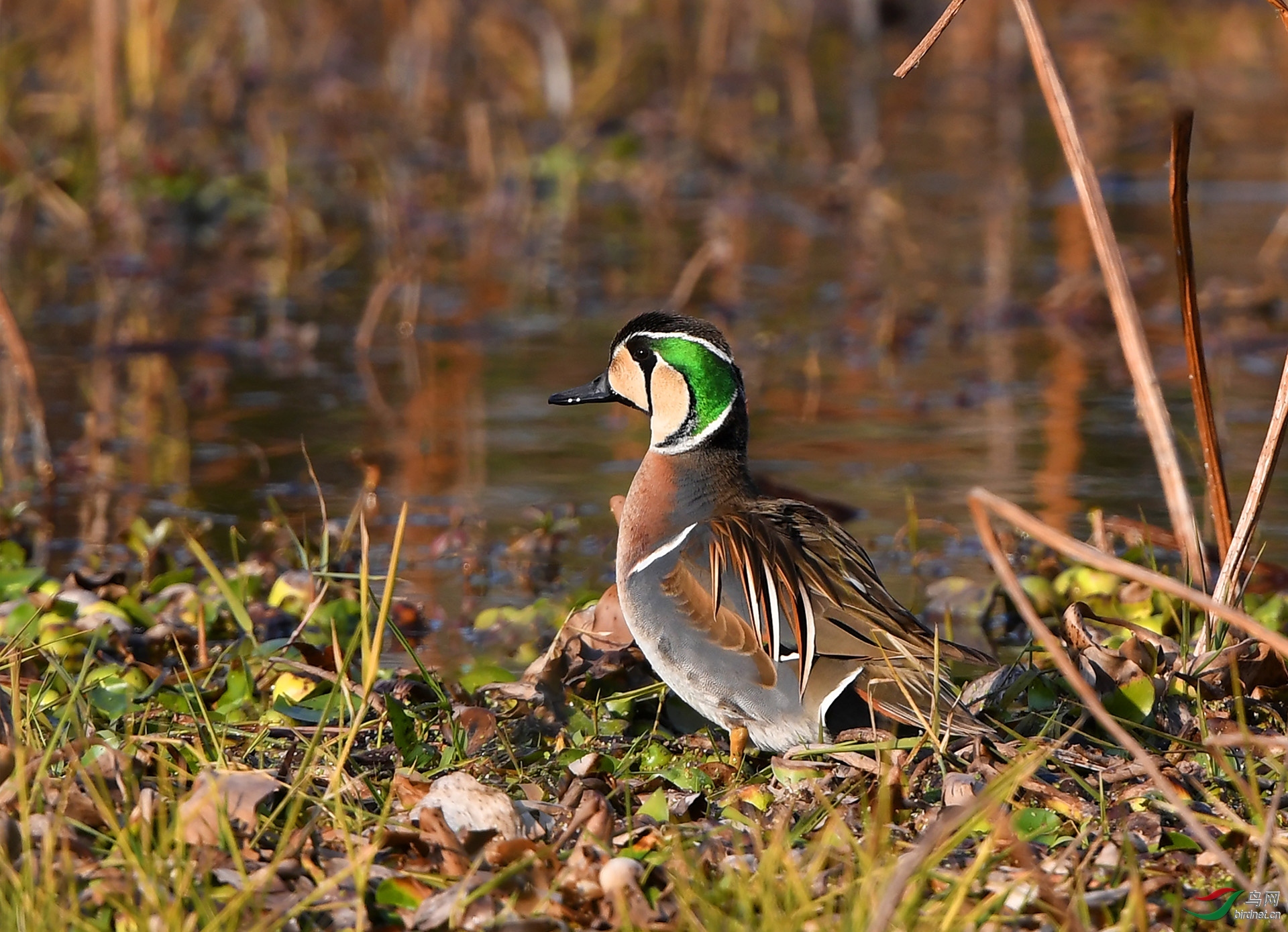四川德阳鸟片后期培训和鸟类拍摄活动