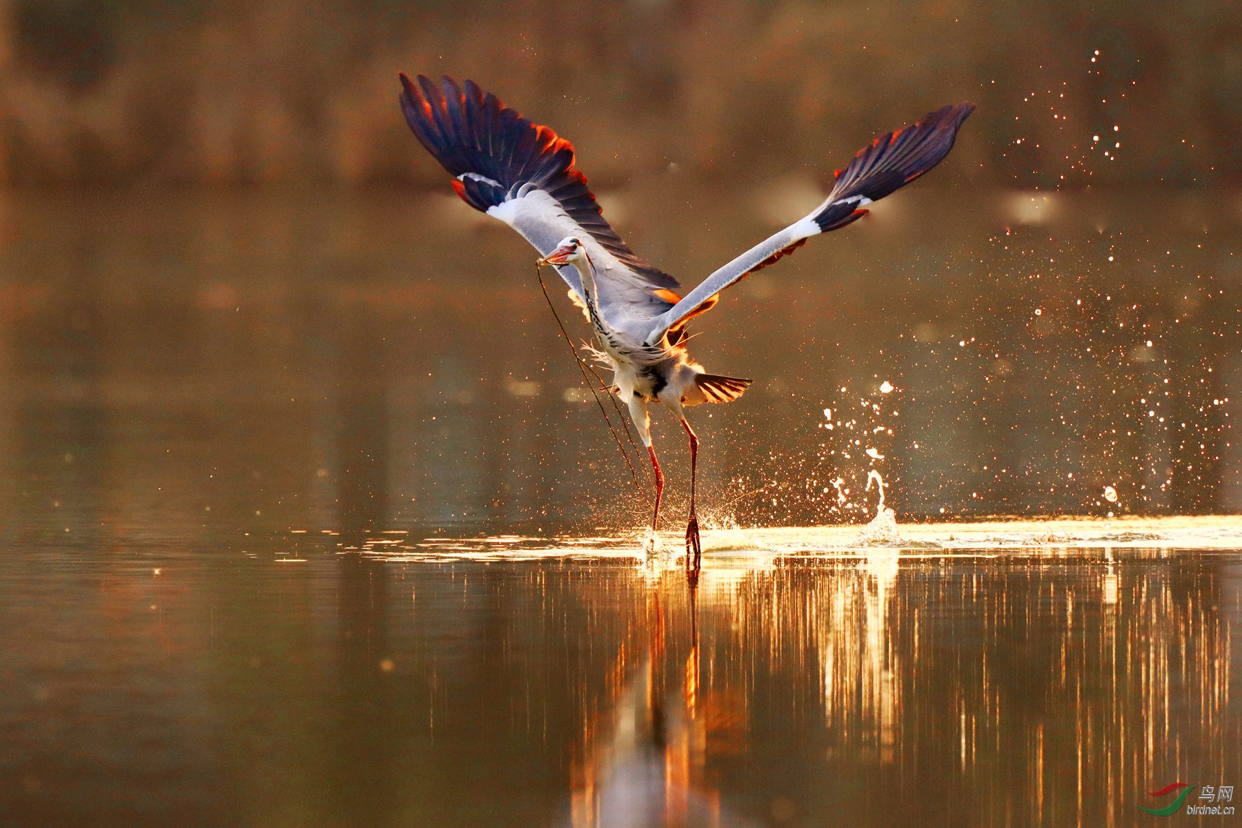 IMG_9524 2_����.jpg