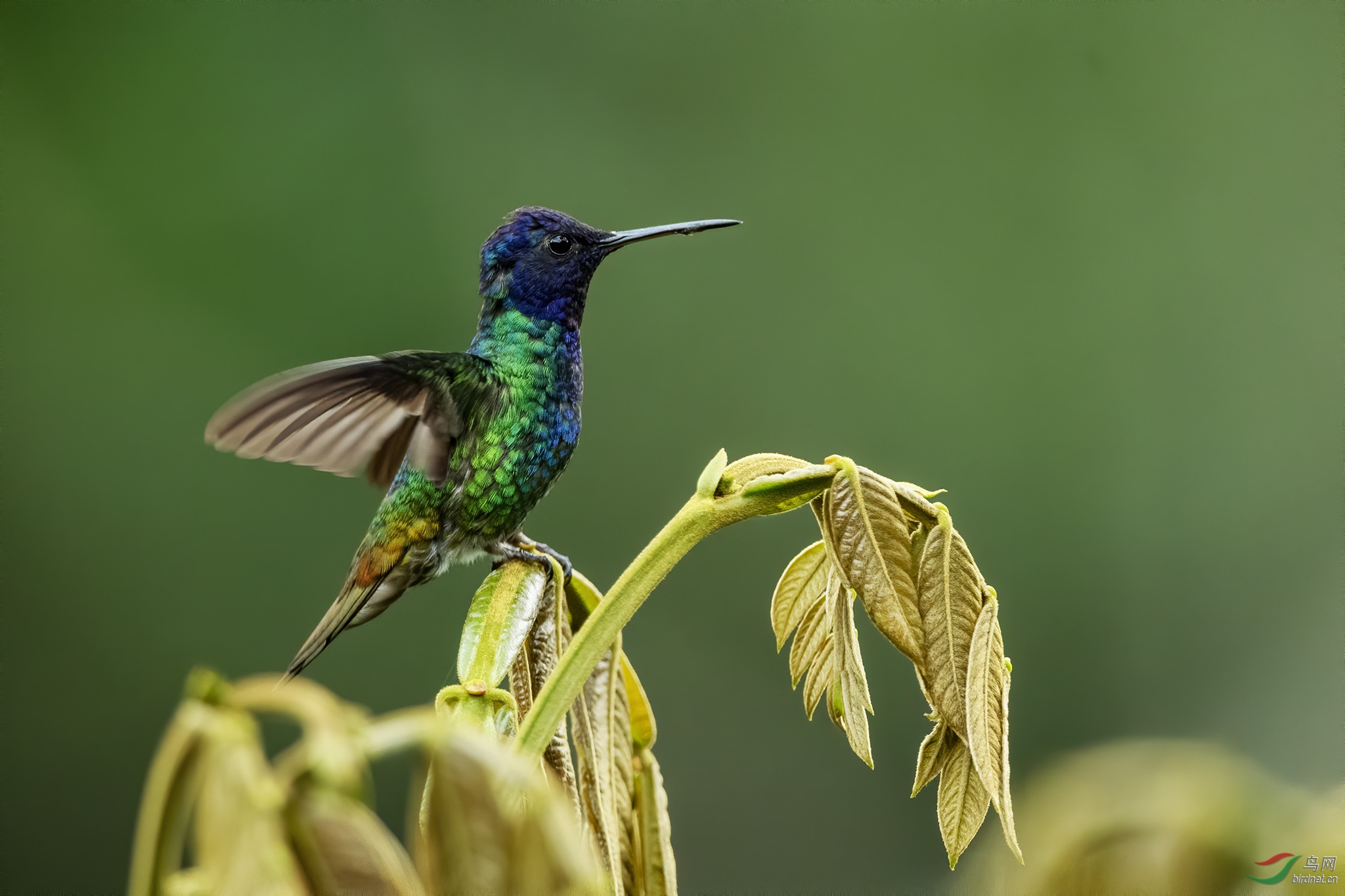 金尾蜂鸟 (golden-tailed sapphire) @ 厄瓜多尔共和国