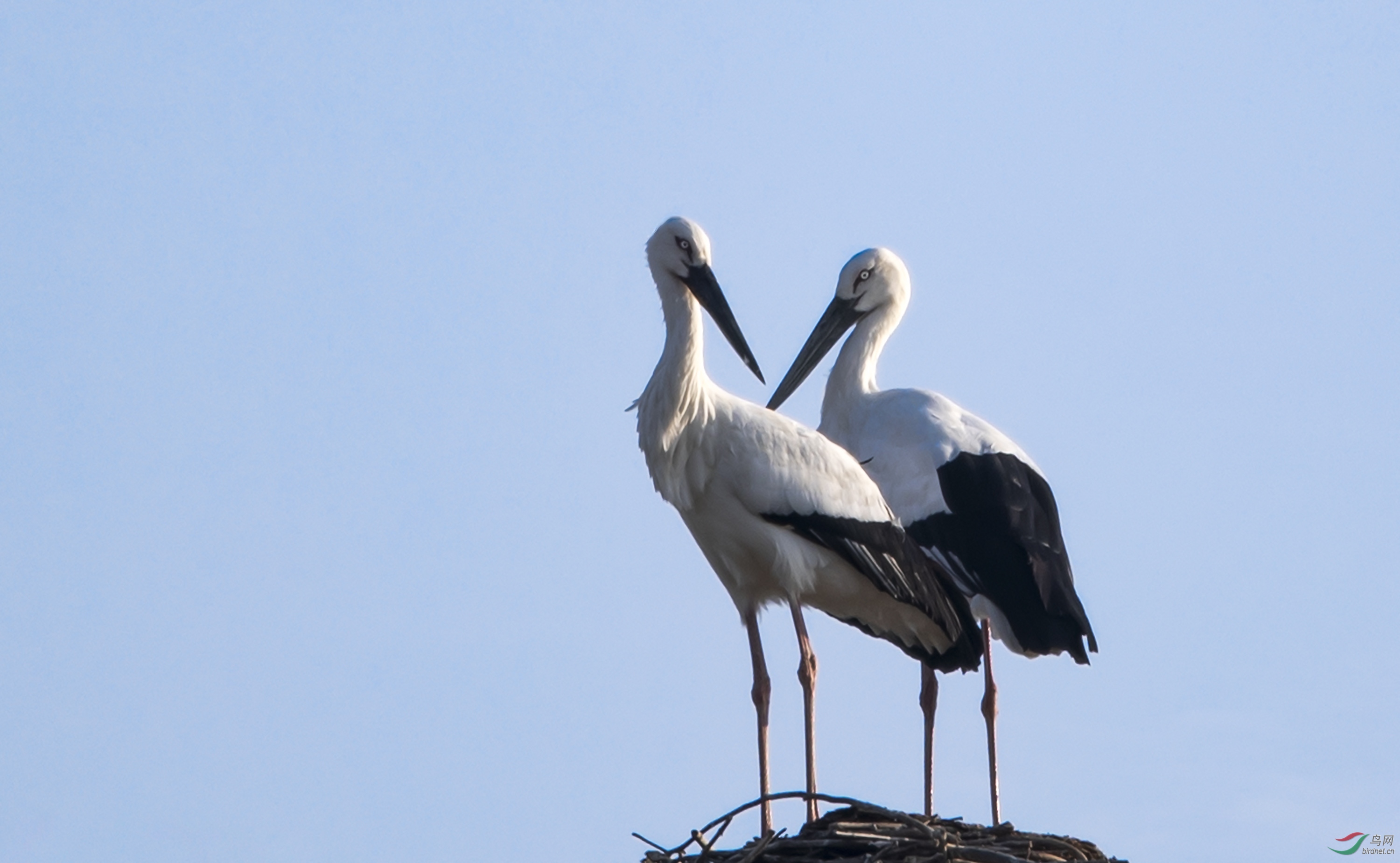 "夫妻恩爱—— 东方白鹳"