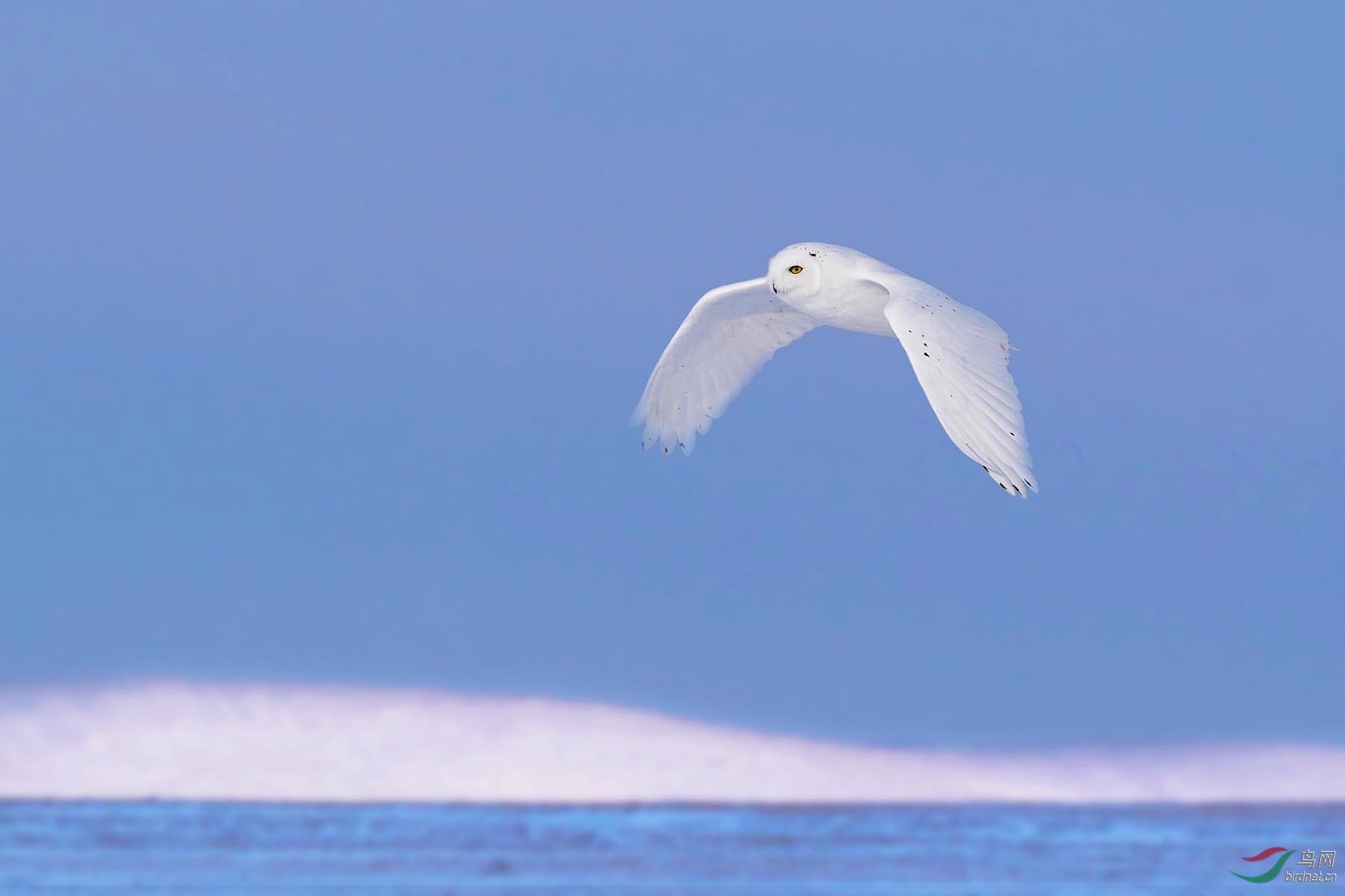 洁白的哈达寄深情!