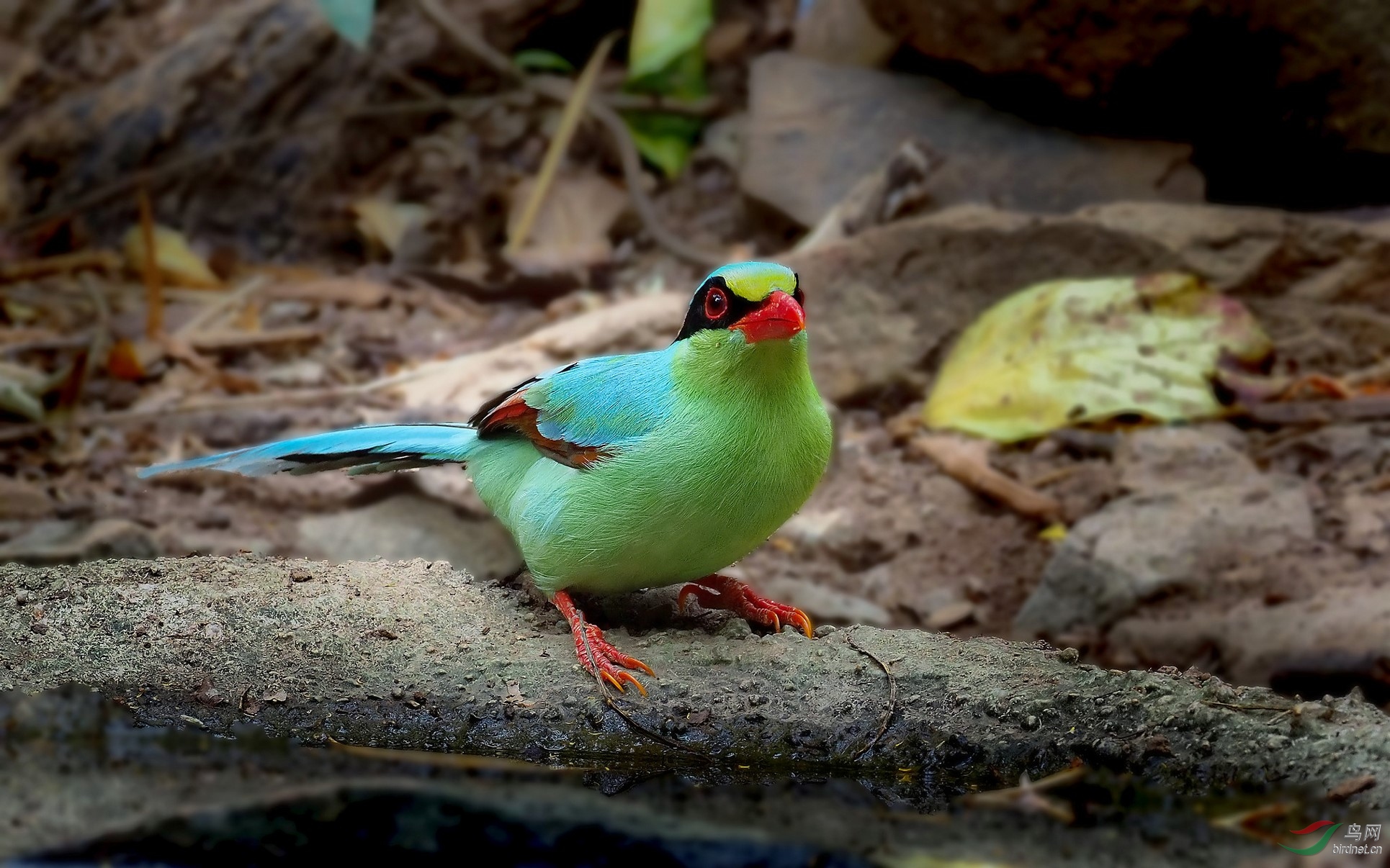 水边的阿狄丽娜蓝绿鹊