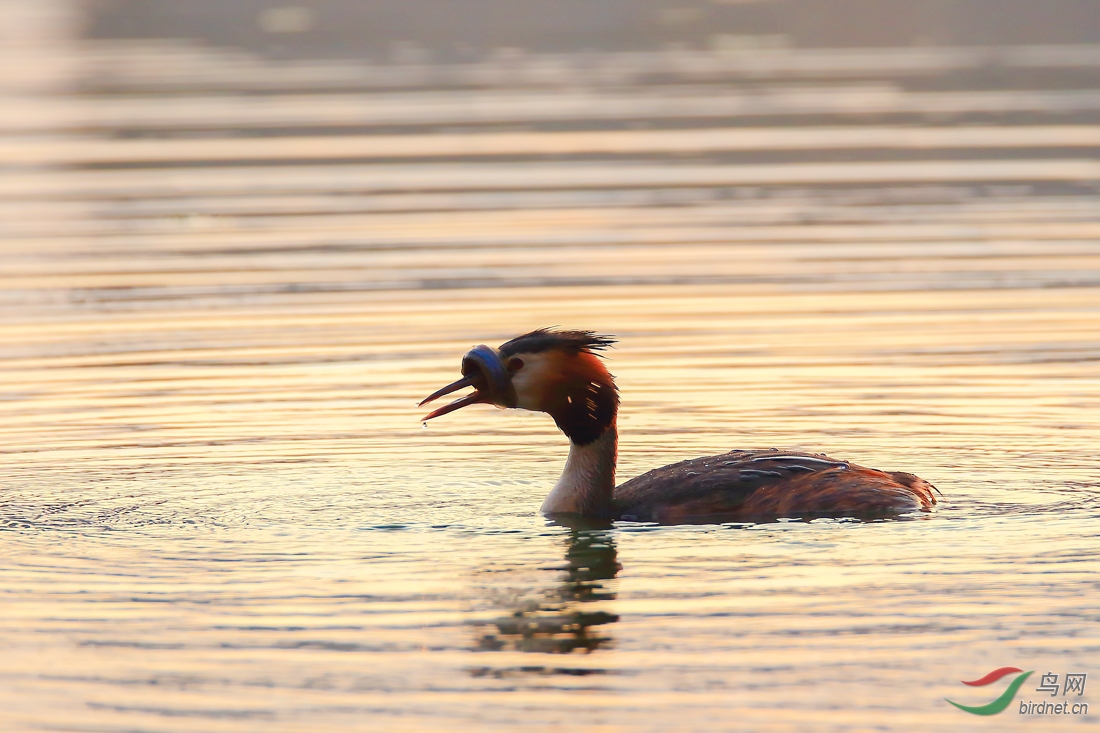 ��ͷ����