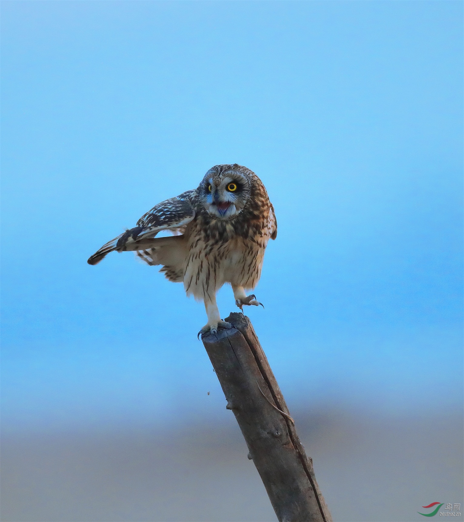 31 - ����.JPG