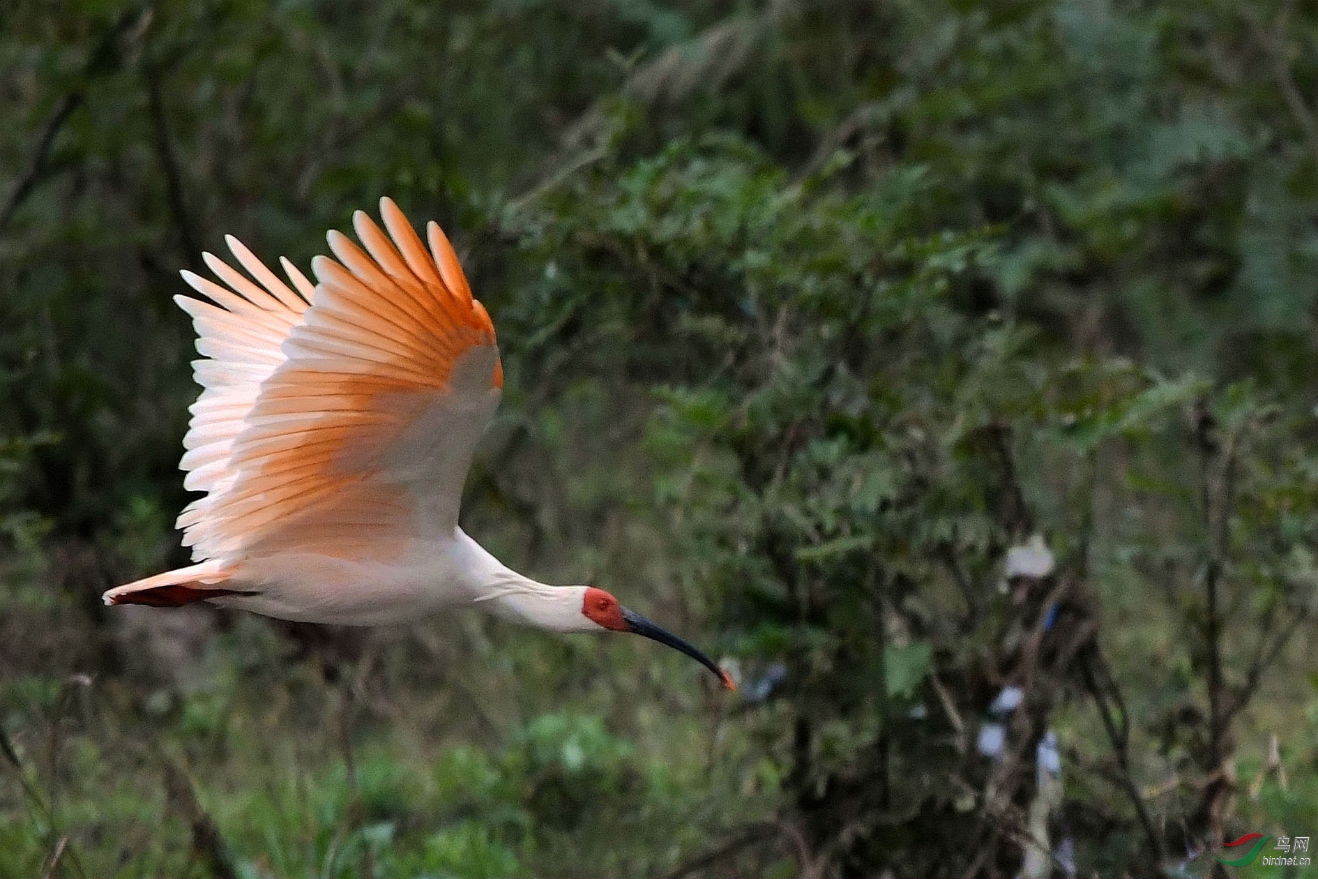 NIKON CORPORATION_NIKON D500_6815296-6817641_000.JPG
